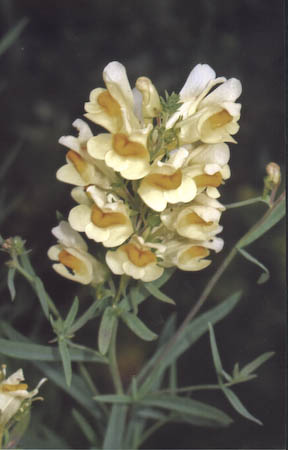 Butter-and-eggs (Linaria vulgaris)